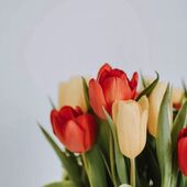 🌷 SPRING 🌷
Ετοιμαζόμαστε για την Πρωτομαγιά!
#spring #flowers #toulips #orfanidishome #kallithea
